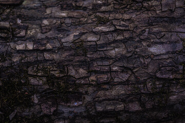 wood texture