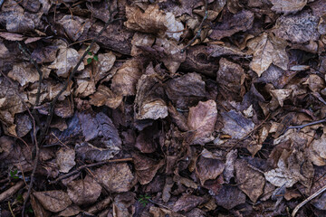leaves background
