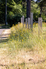 tall yellow wild dendelion flowers growing along a fence