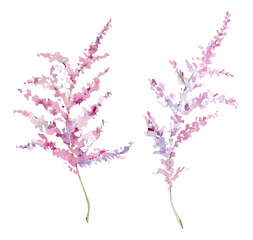 Obraz premium Watercolor Blossom Japanese flower branches, floral art nature tree. Spring festival, isolated blooming pink branches