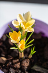 Obraz premium Blühende Krokusse