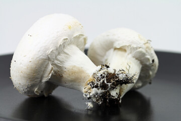 white mushroom on black