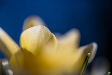 Blühende Krokusse © bewolf design