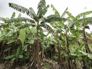 Obraz premium Banana plants growing on trees in plantation, northern NSW Australia