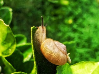 snail on a leaf