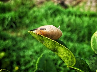 a snail clinging to a green leaf in the morning