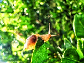 a snail clinging to a green leaf in the morning