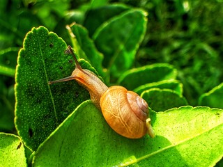 a snail clinging to a green leaf in the morning