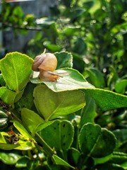 a snail clinging to a green leaf in the morning