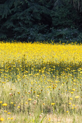 field of bright yellow wild dandelions on a sunny day