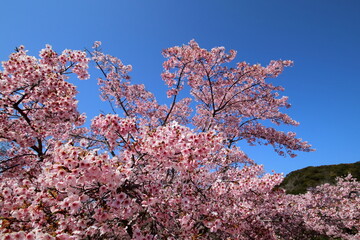 むろとに咲く大漁桜　（高知県　室戸市　室戸広域公園）
