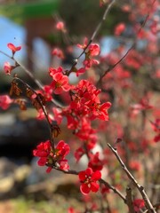 Fototapeta na wymiar red berries in autumn