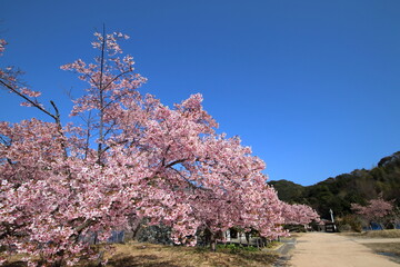 春は室戸の桜から　室戸広域公園　（高知県　室戸市）