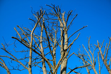 pruned tree in spring against the sky