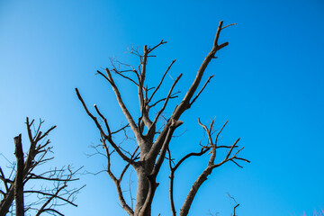 pruned tree in spring against the sky