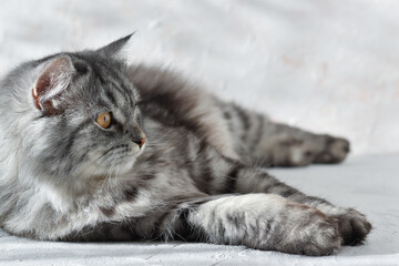 Close-up of one cute gray cat lying on a table.