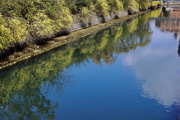 川面を彩る雲南黄梅　城西公園　（高知県　高知市）