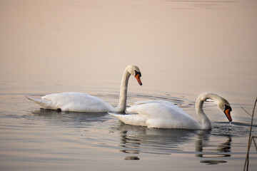Łabędźie nieme, para, zachód słońca, łabędź, łabądź,  © Kornel