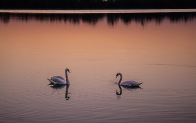 Łabędźie nieme, para, zachód słońca