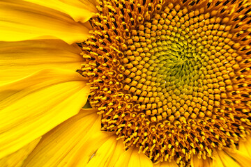 detail of the center of a sunflower flower with the seeds still raw, yellow color,  natural pattern...