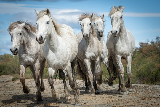 Herd of white horses are taking time on the beach. Image taken in Camargue, France.