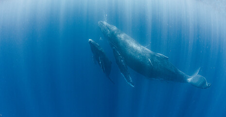 Mother and calf humpback whale