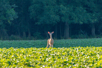 Doe standing in soybean field