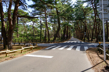 福井県気比の松原散歩道