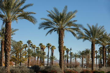 Daytime view of palm trees in downtown Indio, California, USA.