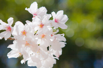 桜の花のクローズアップ	