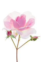 Long-stemmed fresh pink rose with bud isolated on white