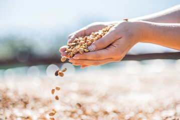 Manos de mujer dejan caer un poco de cafe seco