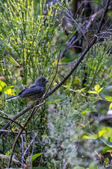 small brown bird perched on a twig in a bush