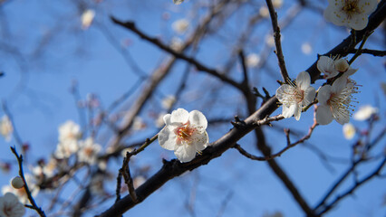 日本に咲く白梅の花