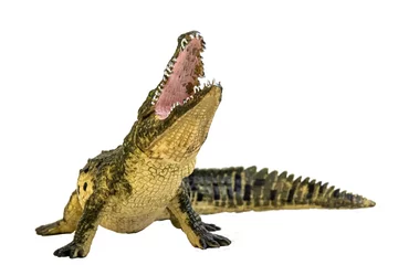 Zelfklevend Fotobehang crocodile on isolated background © meen_na