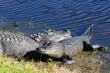 Tow alligators lying on the beach near a lake one facing the water one the other way