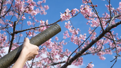 桜の花と卒業証書｜卒業イメージ
