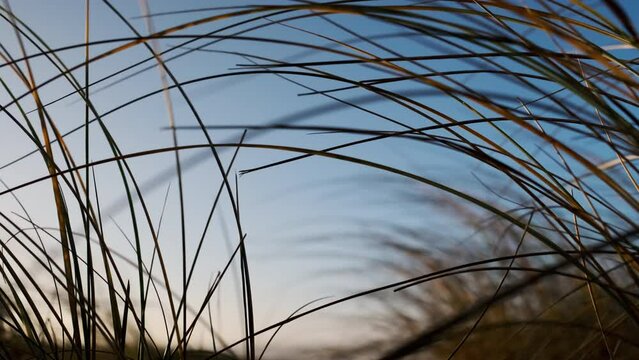 Beach Grass Blowing In Wind Under Blue Sky