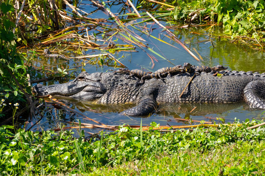 Four baby alligators sitting on the momma alligators back in a pool in the pond