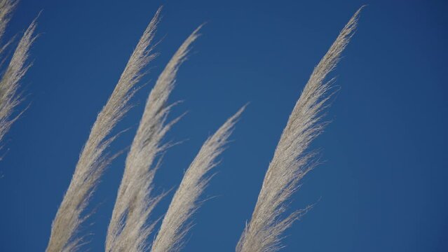 Closeup of pampa grass in summer sky