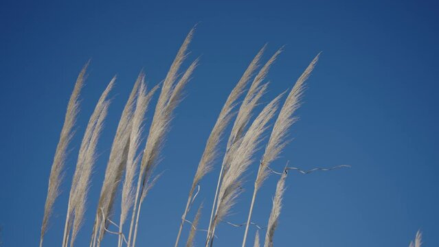 Closeup of pampa grass in blue sky