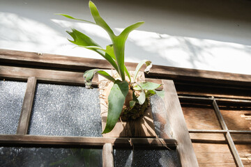 古民家の板付けのコウモリラン　ビーチー