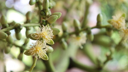 Palm flowers bloom on the tree. Flowers in panicles of Manila palm or Christmas palm bloom and buds in panicles on plants on a blurred green background with copy space. Close focus of the subject