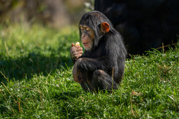 West African baby chimpanzee (Pan troglodytes verus). Blurred background.