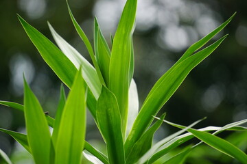 Pleomele angustifolia (Suji, suji hijau, Dracaena angustifoliae) leaves. The leaves are used to make green food coloring. Also used traditionally as medicine for several different ailments