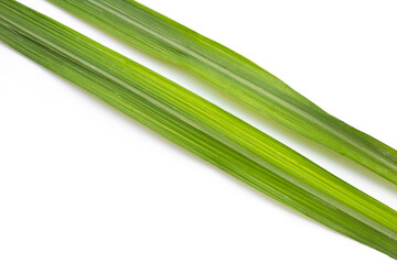 Sugar cane leaves on white background.