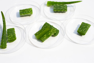 Aloe vera in petri dishes on white background.