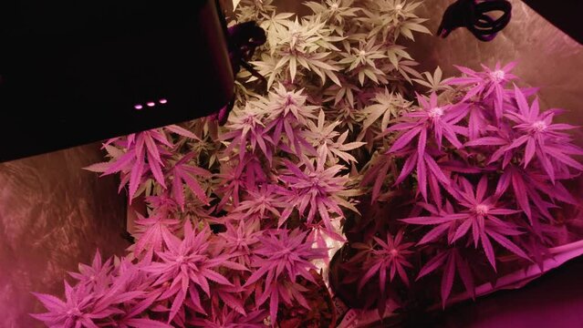 home grow marijuana cannabis blowing in wind inside home grow tent with artificial full spectrum LED lighting fan blowing slow orbit