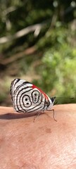 As borboletas geralmente chamam bastante atenção quando vistas pela sua beleza, e são importantes para polinização.