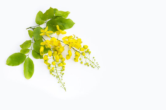 Cassia fistula flower on white background.